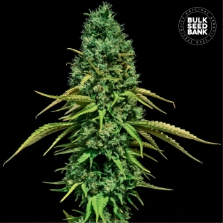 Bulk Seed Bank - CBD Critical