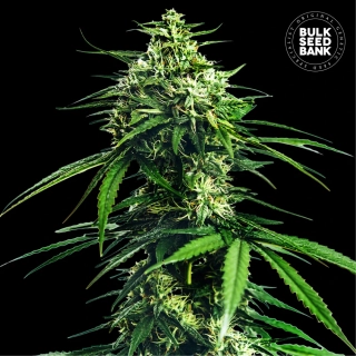 Bulk Seed Bank - CBD Indica King
