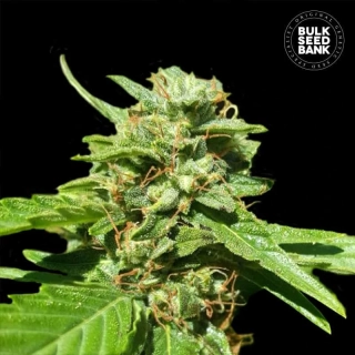 Bulk Seed Bank - CBD Nepal Gold