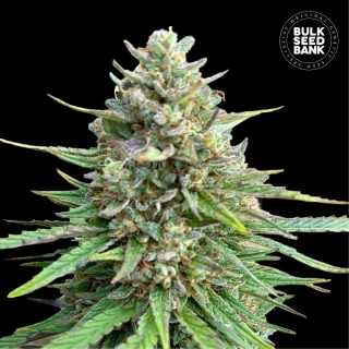 Bulk Seed Bank - CBD Sativa King