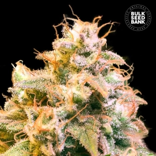 Bulk Seed Bank - Guerilla Glue