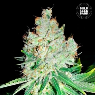 Bulk Seed Bank - Cheese