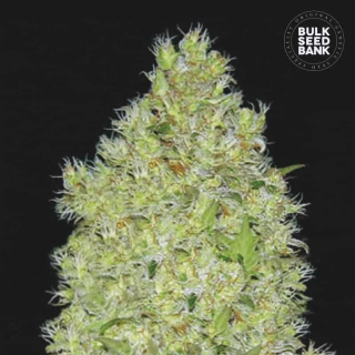 Bulk Seed Bank - Chronical