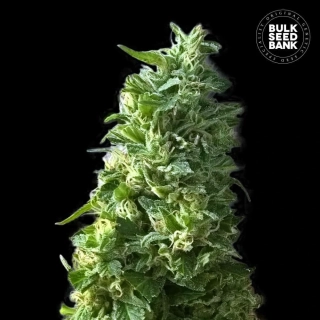 Bulk Seed Bank - Lime Skunk