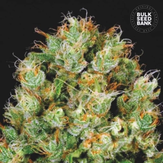 Bulk Seed Bank - Sour Diesel