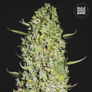 Bulk Seed Bank - The Unlimited