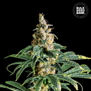 Bulk Seed Bank - Zkittly Zi Zi