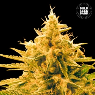 Bulk Seed Bank - Ananas Funk