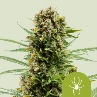 Royal Queen Seeds White Widow Automatic