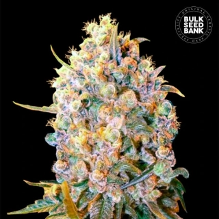 Bulk Seed Bank - Bigger Bud