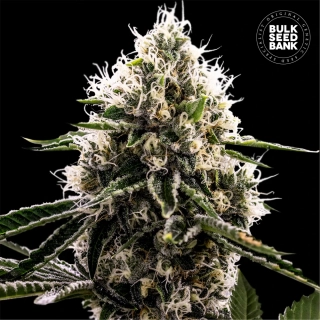 Bulk Seed Bank - Dosidos Rocketos