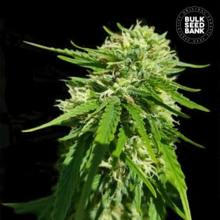 Bulk Seed Bank - Good Wild Shark