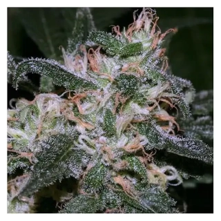 Bulk Seed Bank - Grapefruit