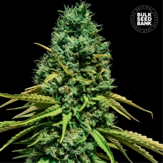 Bulk Seed Bank - Hell Bells OG