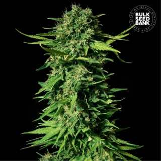 Bulk Seed Bank - Mandalime Juice