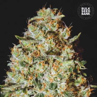 Bulk Seed Bank - Nepal Gold