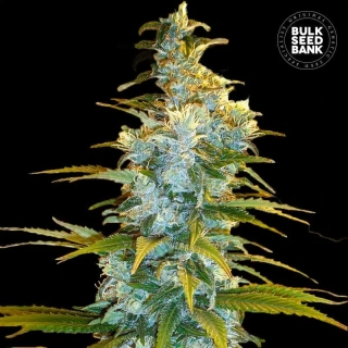 Bulk Seed Bank - Northern Light