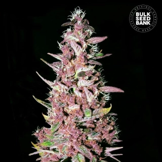 Bulk Seed Bank - Purple Glam Kush