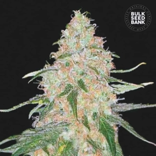 Bulk Seed Bank - Special Skunk