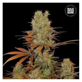Bulk Seed Bank - Sunmango