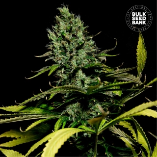 Bulk Seed Bank - Watermelon Jam