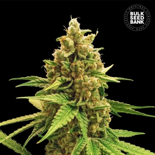 Bulk Seed Bank - Winning Cake