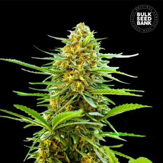 Bulk Seed Bank - Auto Banana Monkey