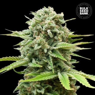 Bulk Seed Bank - Auto Hell Bells OG