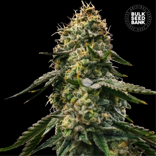 Bulk Seed Bank - Auto Runtz Gluntz