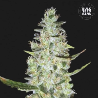 Bulk Seed Bank - Auto Special Skunk