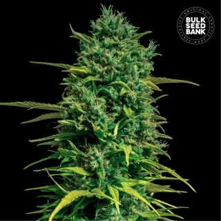 Bulk Seed Bank - Auto Tropical Coconut