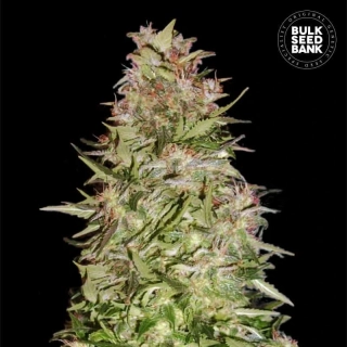 Bulk Seed Bank - Auto White Prussian