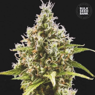 Bulk Seed Bank - Auto Amnesia Haze