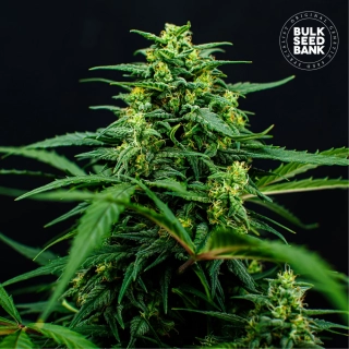 Bulk Seed Bank - Auto Mimosa Famosa