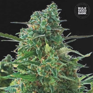 Bulk Seed Bank - Auto NBA Diesel