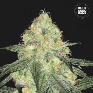 Bulk Seed Bank - Auto Sour Diesel