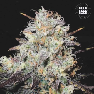 Bulk Seed Bank - Cocopopo