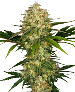 Sensi Seeds Afghani 1 10 Ks Regular
