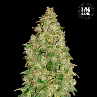 Bulk Seed Bank - Dubai Poison