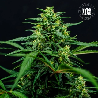 Bulk Seed Bank - Mimosa Famosa
