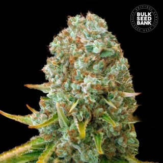 Bulk Seed Bank - Moby Big