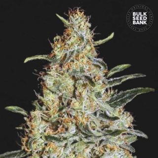 Bulk Seed Bank - Perfect Power Plant