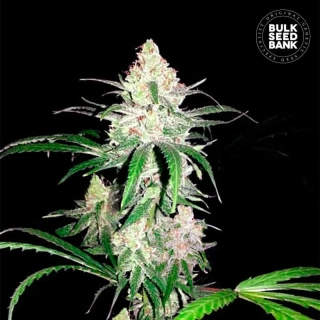 Bulk Seed Bank - Special Lime Haze