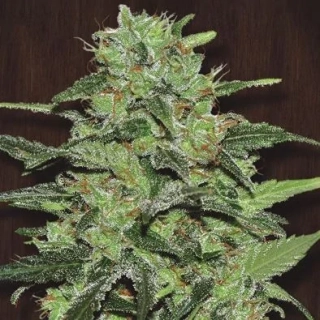 Ace Seeds - CBD #1 x Malawi