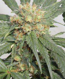 Ace Seeds - HashTonic CBD regular