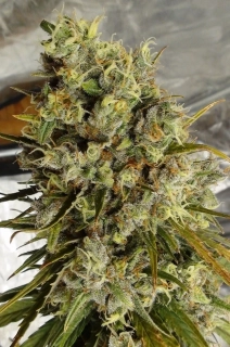 Ace Seeds - C5 Haze x Kali China