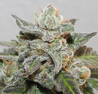 Ace Seeds - Kalidonia