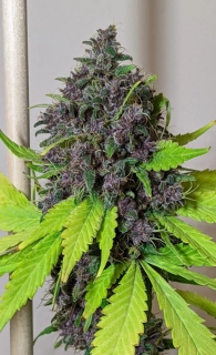 Ace Seeds - Malawi x PCK