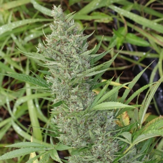 Ace Seeds - Orient Express