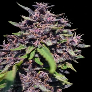 Ace Seeds - Panama x PCK